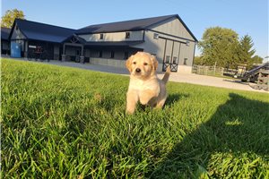 Leopold - Golden Retriever for sale