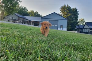 Kris - Golden Retriever for sale