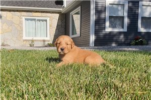 Kevin - Golden Retriever for sale