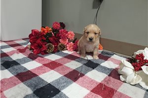 Iris - Golden Retriever for sale