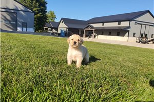 Leah - Golden Retriever for sale