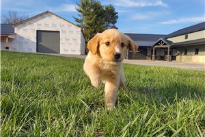 Ivanna - Golden Retriever for sale