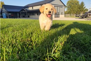 Linus - Golden Retriever for sale
