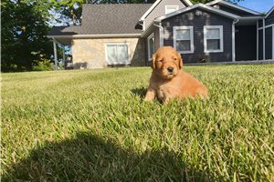 Kris - puppy for sale