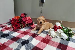Ivory - Golden Retriever for sale