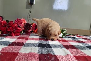 Irving - Golden Retriever for sale