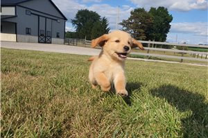 Katie - Golden Retriever for sale