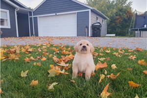 Leah - Golden Retriever for sale