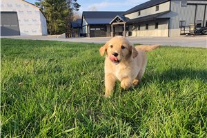 Ivory - Golden Retriever for sale