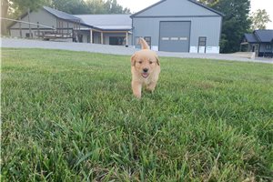 Kaleb - Golden Retriever for sale