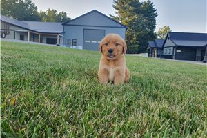 Kevin - Golden Retriever for sale