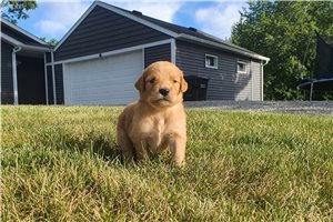 Kyler - Golden Retriever for sale