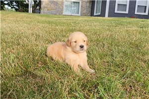 Katie - puppy for sale