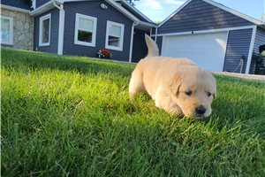 Lucas - puppy for sale