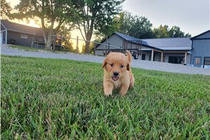 Kyler - Golden Retriever for sale