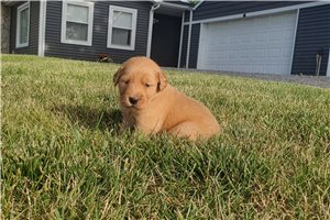 Kallie - puppy for sale