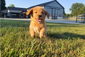 Kenzie - Golden Retriever for sale