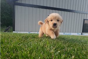 Katie - Golden Retriever for sale