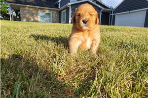 Kenzie - puppy for sale