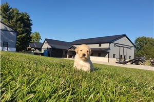 Linus - puppy for sale