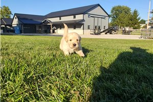 Lawson - puppy for sale