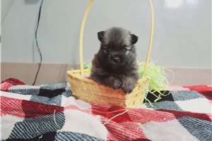 Jessica - Pomeranian for sale