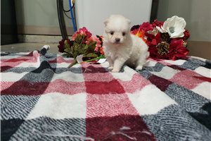 Michael - Pomeranian for sale