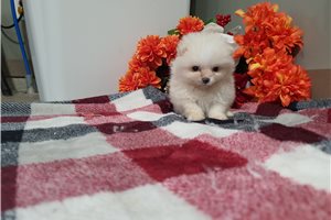 Michael - Pomeranian for sale