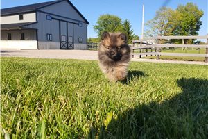 Jessica - Pomeranian for sale
