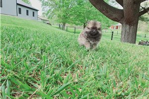 Jessica - Pomeranian for sale
