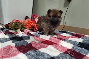 Jessica - Pomeranian for sale