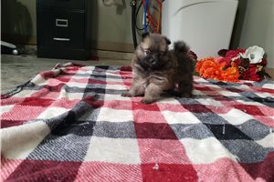 Jessica - Pomeranian for sale