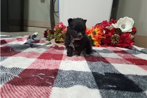 Mila - Pomeranian for sale