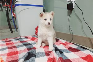 Phoebe - Pomsky for sale