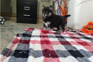 Persephone - Pomsky for sale