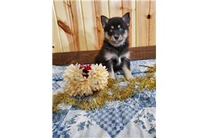 Truett - Pomsky for sale