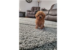 Barney - Poodle, Toy for sale