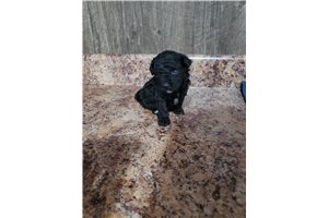 Ace - Poodle, Toy for sale