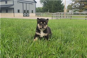 Koen - puppy for sale