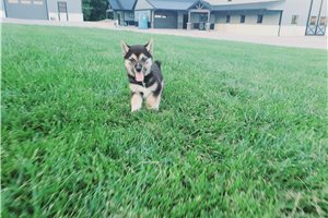 Kiefer - Shiba Inu for sale