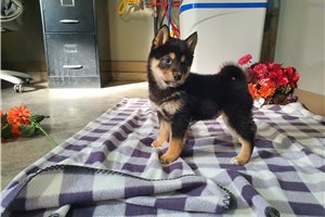 Franklin - Shiba Inu for sale