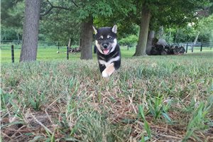 Gretel - Shiba Inu for sale