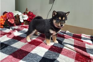 Freya - Shiba Inu for sale