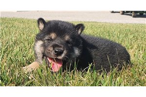 Brian - puppy for sale