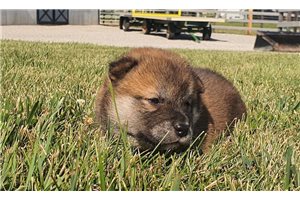 Quinton - Shiba Inu for sale