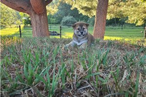 Quinton - Shiba Inu for sale