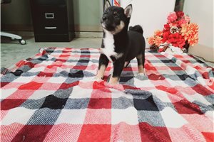 Oliver - puppy for sale