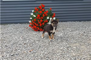 Kyle - Shiba Inu for sale