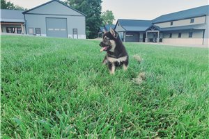 Kammy - Shiba Inu for sale