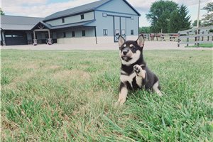 Jazz - Shiba Inu for sale